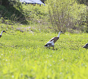 Sodyboje &bdquo;Grikucis&ldquo;