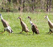 Sodyboje &bdquo;Grikucis&ldquo;