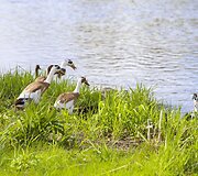 Sodyboje &bdquo;Grikucis&ldquo;