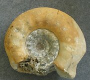 Fosilija