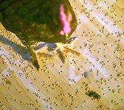 Gaidys orakulas