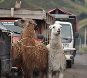 Lamos