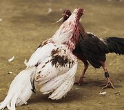 Gaidžių pe&scaron;tynės iki mirties Nikaragvoje