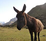 Draugi&scaron;ki asilai
