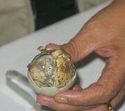 Balut &ndash; ančiuko embrionas, filipiniečių embrionas