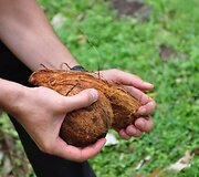 Renkam kokosus
