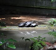 Vežliai zoolgijos sode Manause
