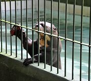 Manauso miesto zoologijos sodo gyventojas
