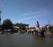 Jakai indams atstoja žirgus