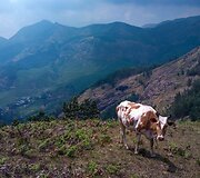 Munar&lsquo;o apylinkės garsios ne tik arbatos plantacijomis, bet ir namų gamybos pieni&scaron;ku &scaron;okoladu. Ne visos Indijos karvytės džiaugiasi tokiomis ganyklomis.