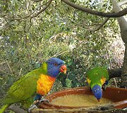 Įspūdingas Loro parkas Tenerifėje negali nežavėti savo įvairove