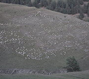Avių banda