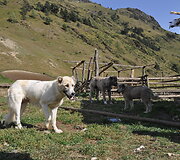 Aviganiai sotūs ir ramūs