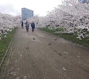 Sakurų parke &ndash; japonų turistų a&scaron;aros: Velykų rytą medžius čia i&scaron;vartė &scaron;iuk&scaron;liavežė