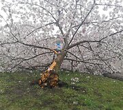 Sakurų parke &ndash; japonų turistų a&scaron;aros: Velykų rytą medžius čia i&scaron;vartė &scaron;iuk&scaron;liavežė