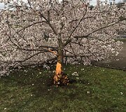 Sakurų parke &ndash; japonų turistų a&scaron;aros: Velykų rytą medžius čia i&scaron;vartė &scaron;iuk&scaron;liavežė