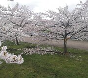 Sakurų parke &ndash; japonų turistų a&scaron;aros: Velykų rytą medžius čia i&scaron;vartė &scaron;iuk&scaron;liavežė