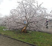 Sakurų parke &ndash; japonų turistų a&scaron;aros: Velykų rytą medžius čia i&scaron;vartė &scaron;iuk&scaron;liavežė