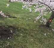 Sakurų parke &ndash; japonų turistų a&scaron;aros: Velykų rytą medžius čia i&scaron;vartė &scaron;iuk&scaron;liavežė