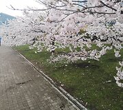Sakurų parke &ndash; japonų turistų a&scaron;aros: Velykų rytą medžius čia i&scaron;vartė &scaron;iuk&scaron;liavežė
