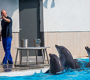 Delfinai Klaipėdos jūrų muziejuje 