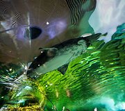 Klaipėdos jūrų muziejus