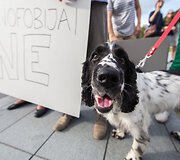 Protesto akcija, siekiant paraginti policiją geriau tirti neapykantos nusikaltimus