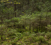 Kertinės mi&scaron;ko buveinės Nemenčinės girininkijoje