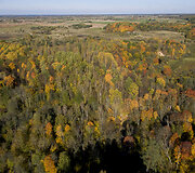 Dūk&scaron;tų ąžuolynas