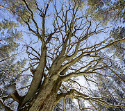 Grybi&scaron;kių ąžuolas 