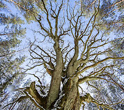 Grybi&scaron;kių ąžuolas