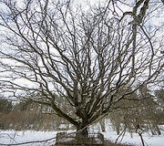 Stakų ąžuolas