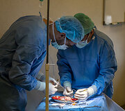 Inksto transplantacija i&scaron; gyvojo donoro