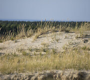 Pilkosios kopos Naglių rezervatas