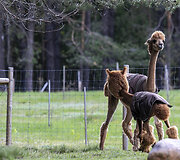 Sodyba &bdquo;Pirtelė Dviems&ldquo;