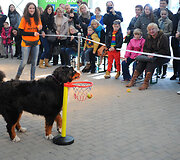 Lietuvoje trečią kartą surengta labdaringa &scaron;unų paroda &bdquo;BIG Match Show&ldquo;