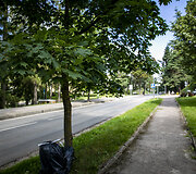 Lentvario Klevų alėja