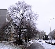 Pirmas sniegas Vilniuje