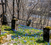 Bernardinų kapinės vėl nusidažė mėlynai
