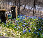 Bernardinų kapinės vėl nusidažė mėlynai