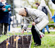 Saulėgrąžų sodinimas Tuskulėnų memoriale