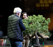 Europos ir pasaulio bonsai &ndash; meistrų parodomoji demonstracija