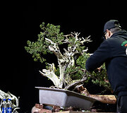 Europos ir pasaulio bonsai &ndash; meistrų parodomoji demonstracija