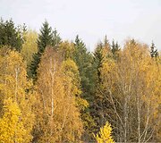 Auksinis ruduo Vilniuje