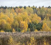 Auksinis ruduo Vilniuje