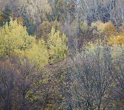 Auksinis ruduo Vilniuje