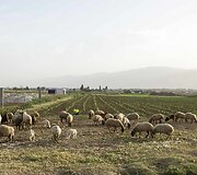 Pabėgėlių stovyklos Libane