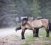 Latvijos pajūrys