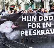Eitynių už gyvūnų teises akimirka