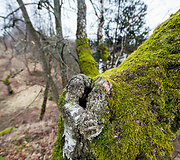 La&scaron;inių piliakalnis 